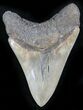 Sharp Serrations Megalodon Tooth #27312-2